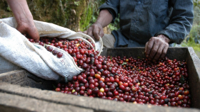 Экономист прогнозирует новое повышение мировых цен на кофе